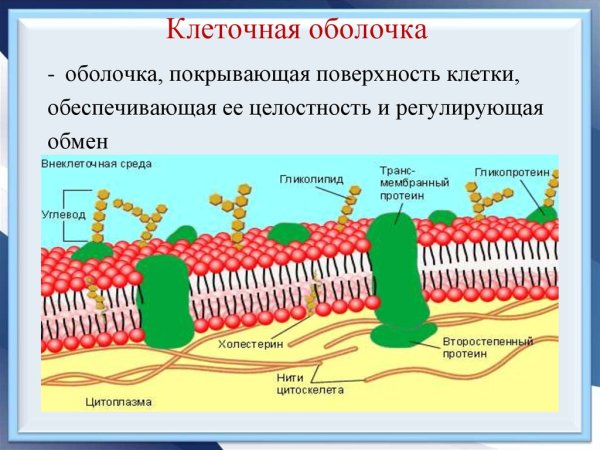 Строение растительной клетки мембрана и оболочка