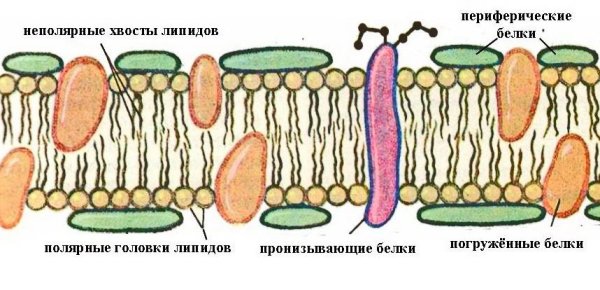 Плазматическая мембрана растений