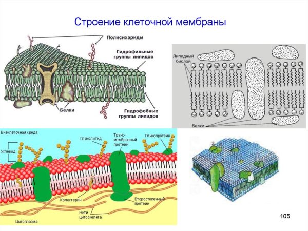 Клеточная оболочка мембрана строение