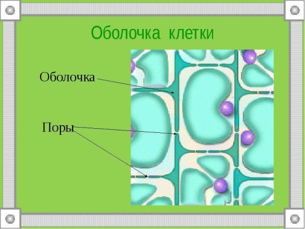 Оболочка растительной клетки