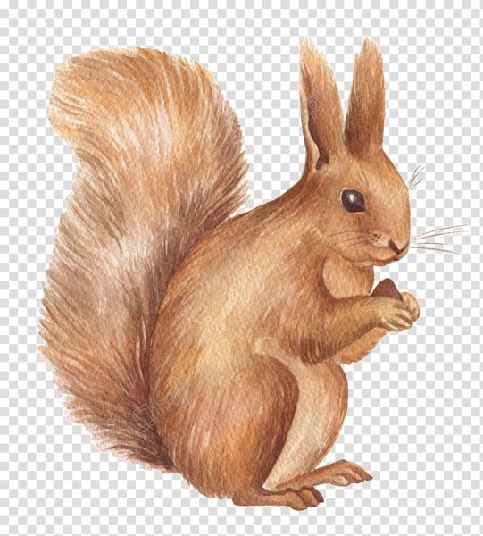 Белка для детей