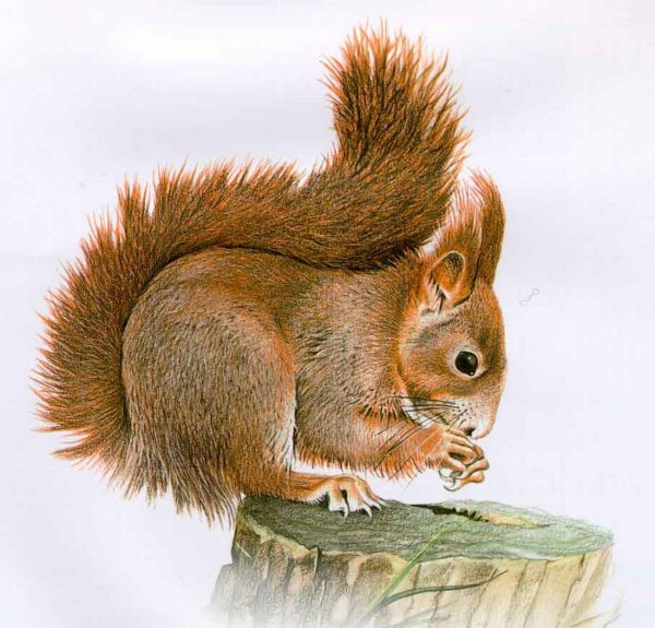 Белка на белом фоне