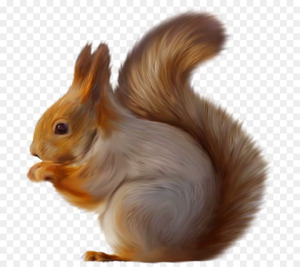 Белка на белом фоне