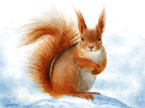 Белка рисунок