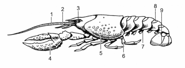 Внутреннее строение речного рака, вид сбоку