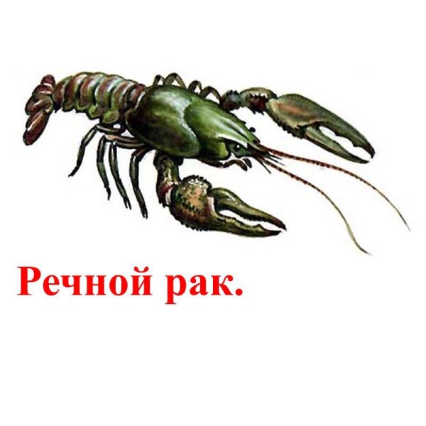 Рисунок на тему ракообразные