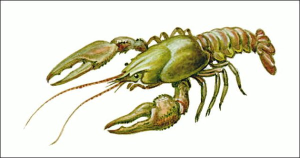 Ракообразные для детей