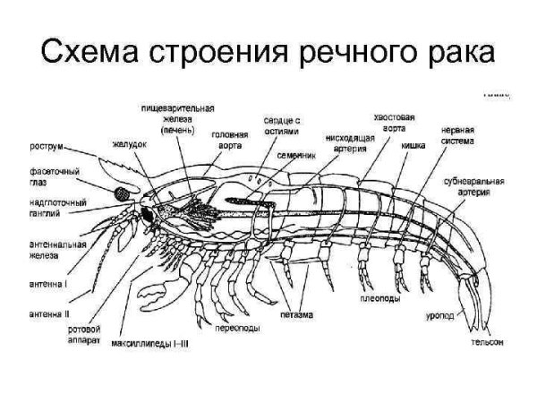 Внутреннее строение ракообразных схема