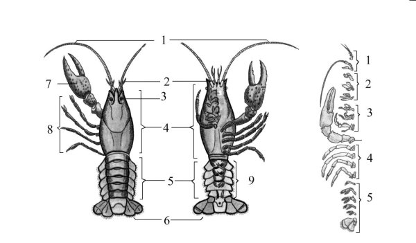 Наружнее строение речного ака