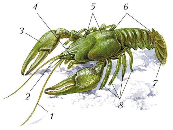 Десятиногие ракообразные строение