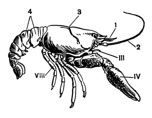 Строение головы ракообразных