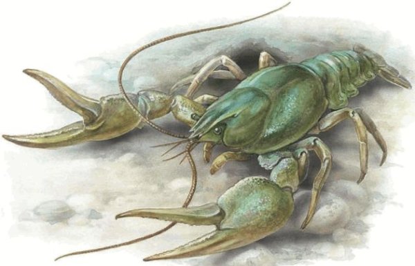 Речные Членистоногие