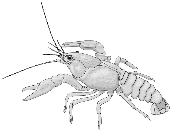 Лангуст рисунок