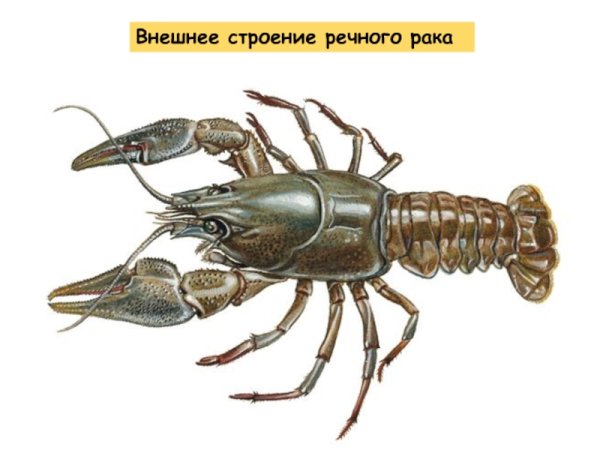 Высшие ракообразные