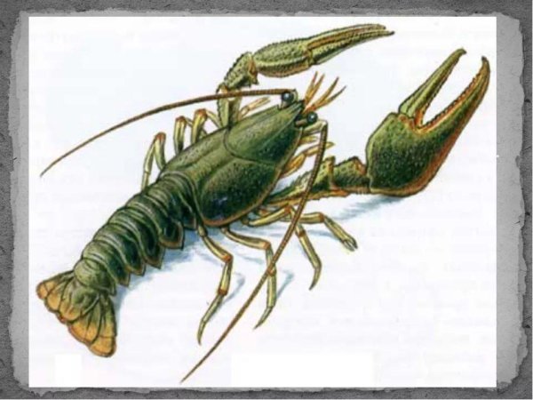 Прозрачный Речной рачок