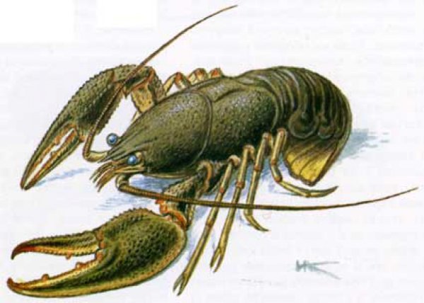 Ракообразные рисунок