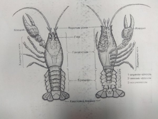 Внутреннее строение ракообразных схема
