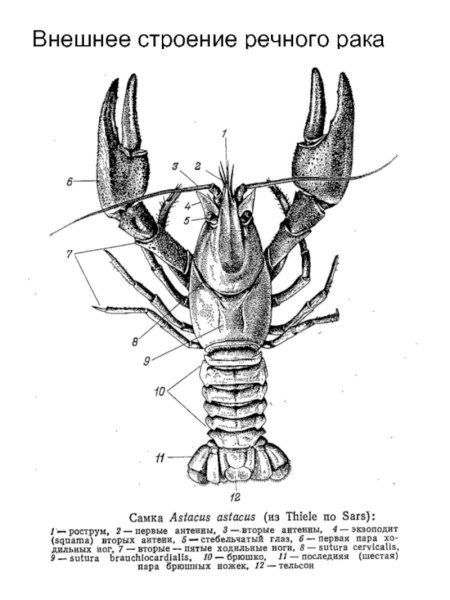 Строение ракообразных схема