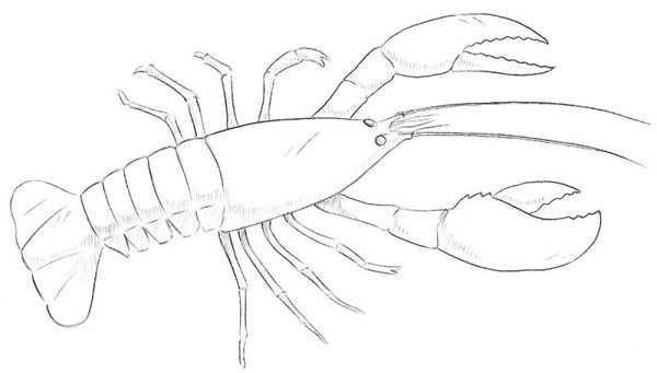 Легкое рисование Рачков