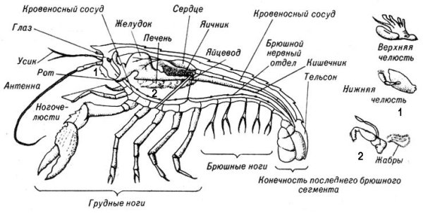 Внутреннее строение ракообразных схема