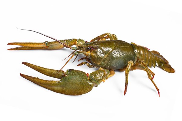 Рыба с клешнями