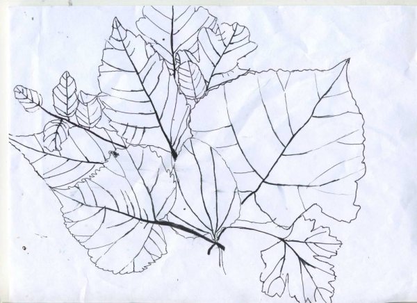 Букет из кленовых листьев рисунок