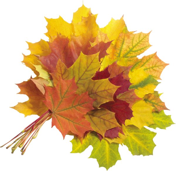 Букет из кленовых листьев рисунок