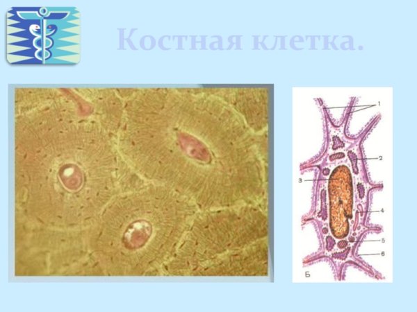 Костная ткань структуру клетки