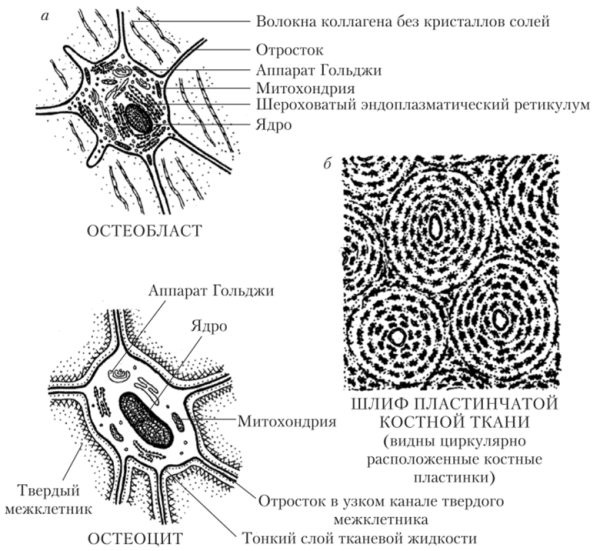 Строение костной ткани остеобласты