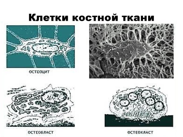 Строение костной ткани остеобласты