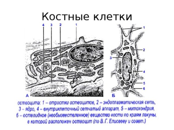 Строение костной ткани рисунок