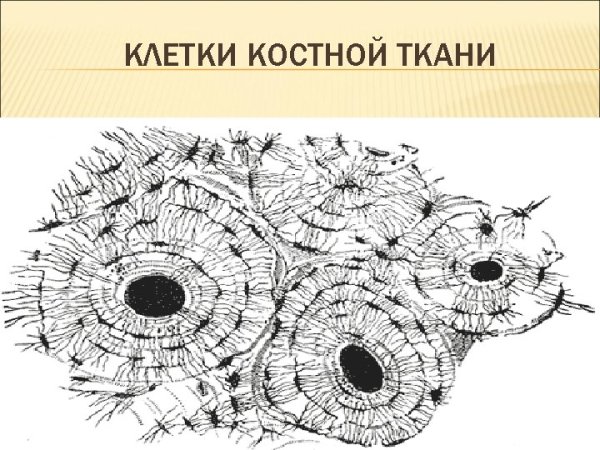 Строение костной клетки человека рисунок