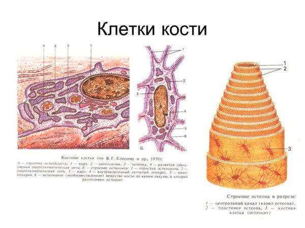 Клетки костные клетки