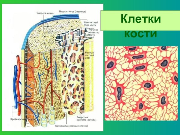 Костная соединительная ткань строение рисунок