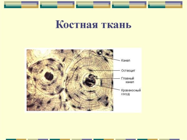Схема строения костной клетки