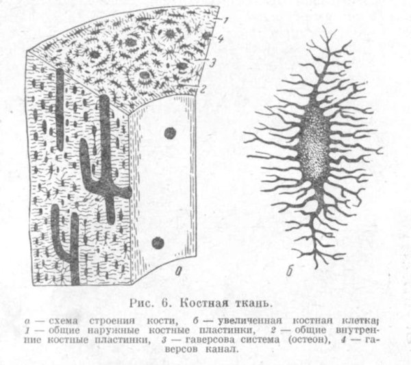 Костная клетка человека