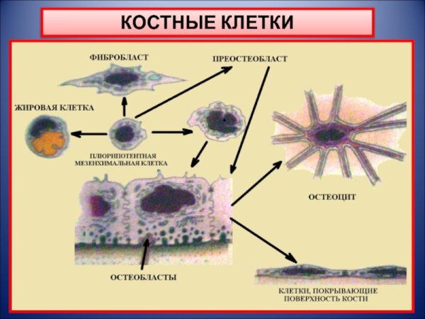 Ткань костные клетки жаберной крышки селедки