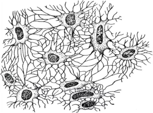 Костная ткань строение гаверсов канал