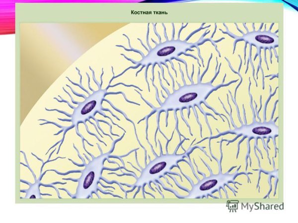 Костная пластинчатая соединительная ткань