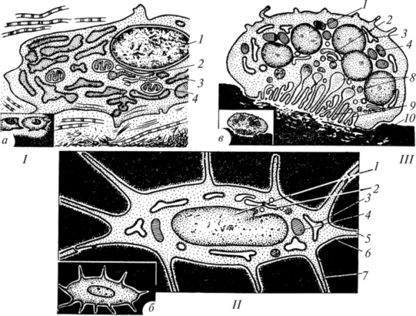 Остеобласты в пластинчатой костной ткани
