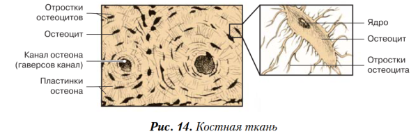Строение костной ткани рисунок