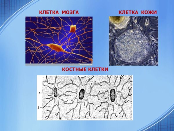 Клетки костной ткани остеоциты