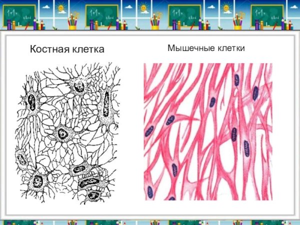 Костная соединительная ткань строение