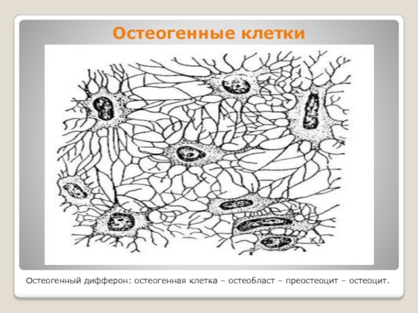 Костная клетка человека