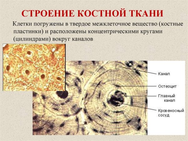 Микроскопическое строение костной ткани