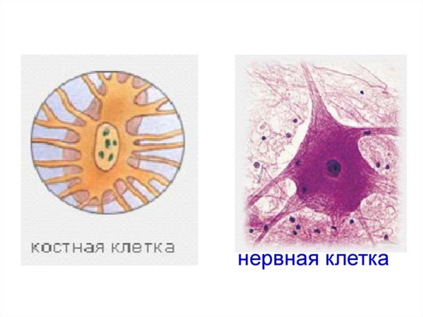 Соединительная ткань костная ткань рисунок