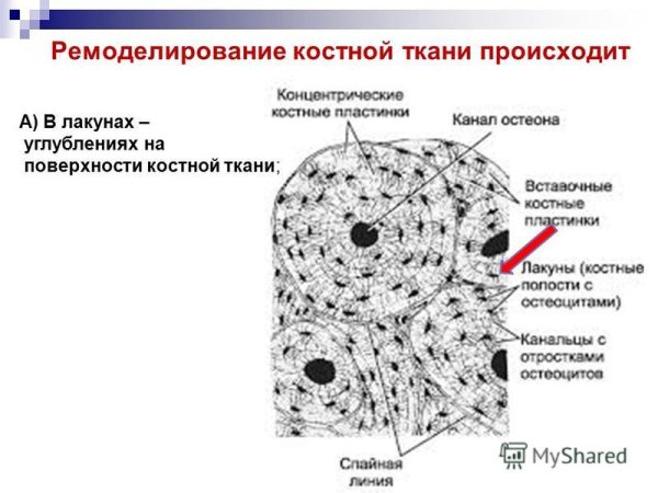 Костная клетка человека