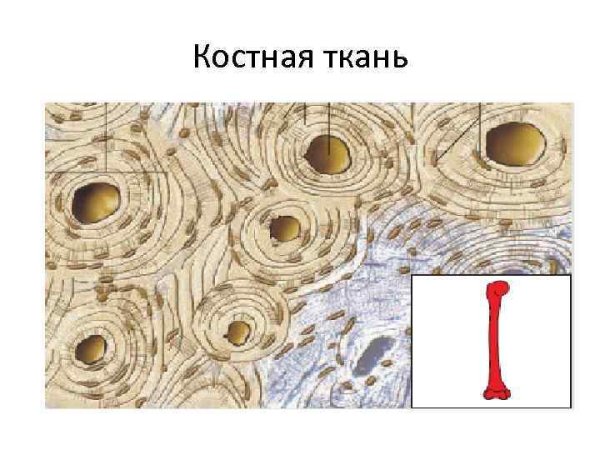 Костная ткань животных