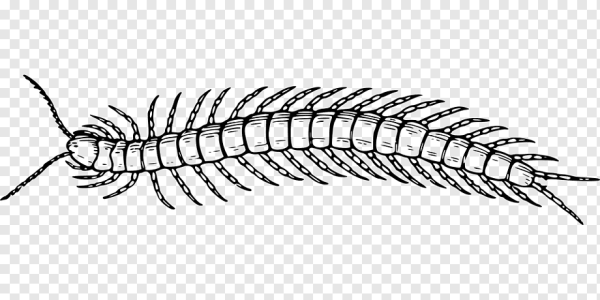 Насекомые для детей многоножка
