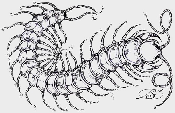 Сколопендра Дрейн